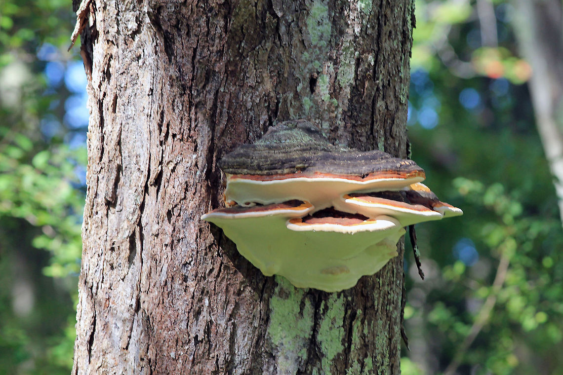 Wood Ear at Wells Estuarine Research Reserve Giant Wood Ear shot at the Wells Estuarine Research Reserve in Maine. Auricularia polytricha,Cloud ear fungus,Fungus,Wood Ear