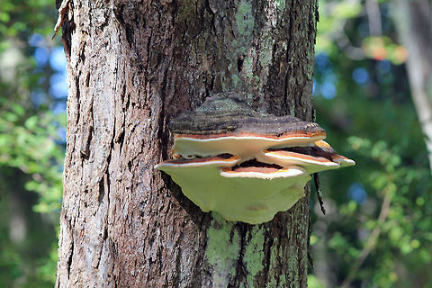 Wood Ear at Wells Estuarine Research Reserve Giant Wood Ear shot at the Wells Estuarine Research Reserve in Maine. Auricularia polytricha,Cloud ear fungus,Fungus,Wood Ear
