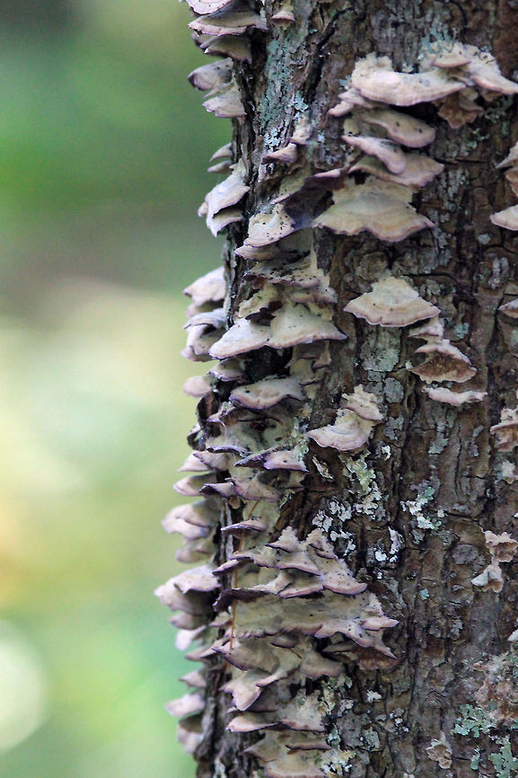 Cloud ear fungus at Rachel Carson Refuge Wood Ear shot at the Rachel Carson National Wildlife Refuge in Maine. Auricularia polytricha,Cloud ear fungus,Fungus,Wood Ear