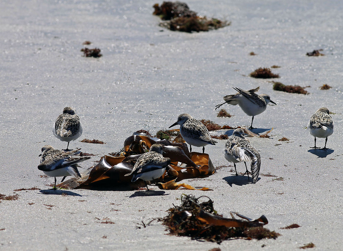 Gathering of Plovers Wells Beach Group of Piping Plovers shot at Wells Beach in Maine. Calidris alba,Charadrius melodus,Maine,Piping Plover,Sanderling,Wells Beach