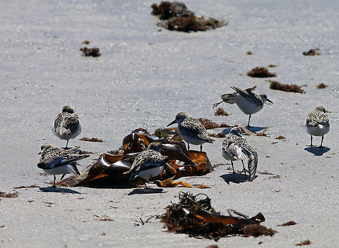 Gathering of Plovers Wells Beach Group of Piping Plovers shot at Wells Beach in Maine. Calidris alba,Charadrius melodus,Maine,Piping Plover,Sanderling,Wells Beach
