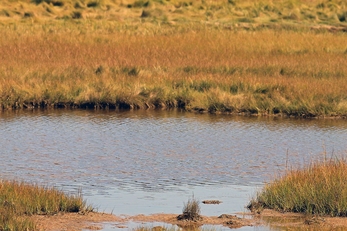 The Marsh 6 Wells Estuarine Research Reserve Fresh Water Marsh shot at the Wells Estuarine Research Reserve Marsh,Wells Estuarine Research Reserve