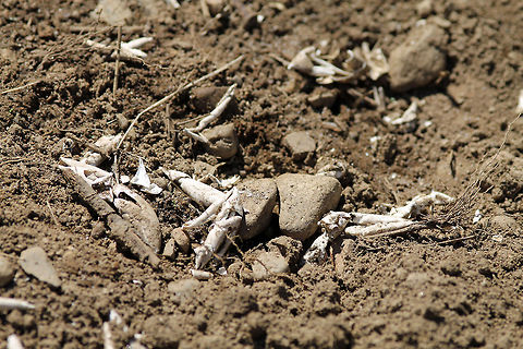 Snapping Turtle Nest at Ipswich Audubon Remnants of a Snapping Turtle Nest shot at the Ipswich Audubon Center in Massachusetts. Chelydra serpentina,Common snapping turtle,Ipswich Audubon Center,nest