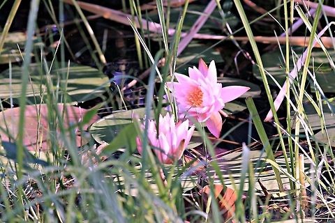 In the Pink Beautiful Pink Water Lilies shot at Cedar Pond in Ogunquit, Maine. Maine,Pond,Water Lilies