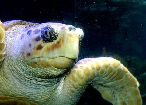 Sea Turtle Too  Chelonia mydas,Green sea turtle,Underwater