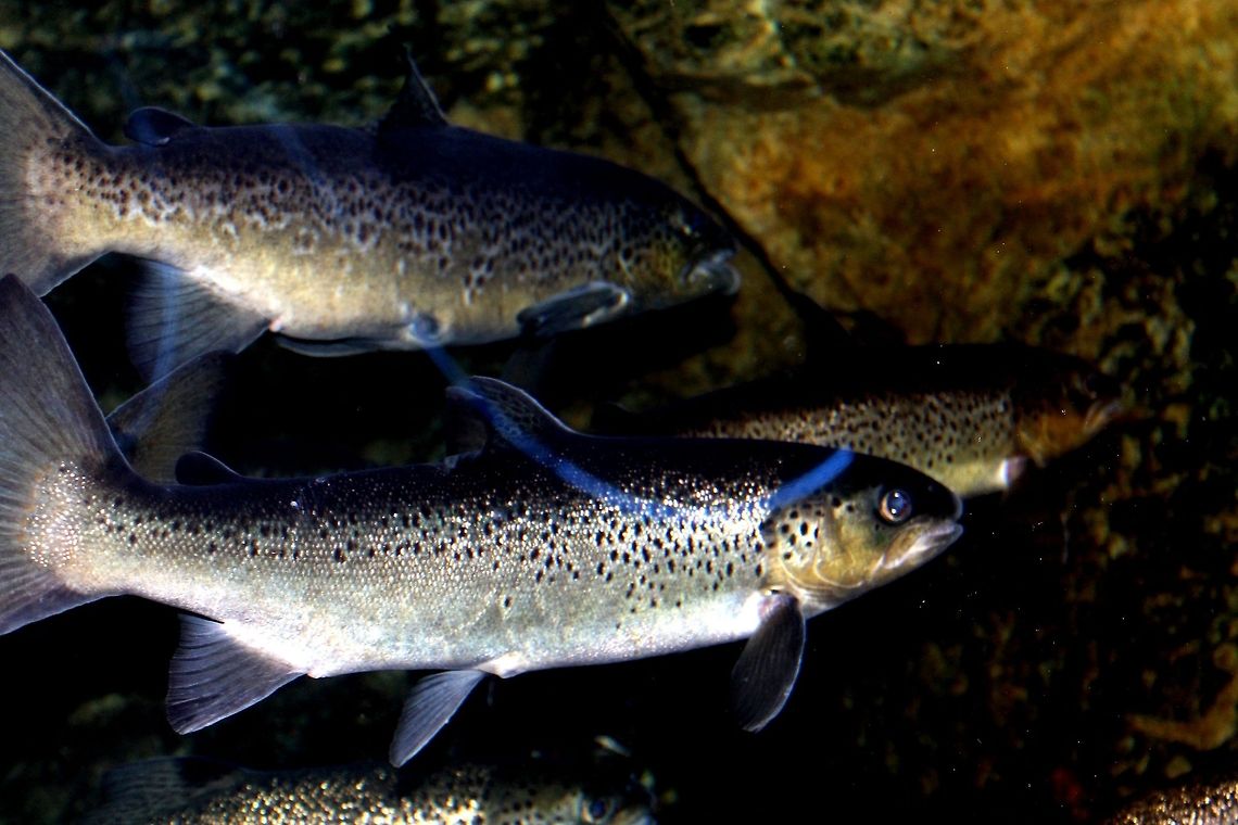 Atlantic_Salmon  Atlantic Ocean,Atlantic salmon,Salmo salar