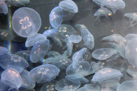 Jellies  API API,Aurelia aurita,Jelly Fish,Ocean,Underwater