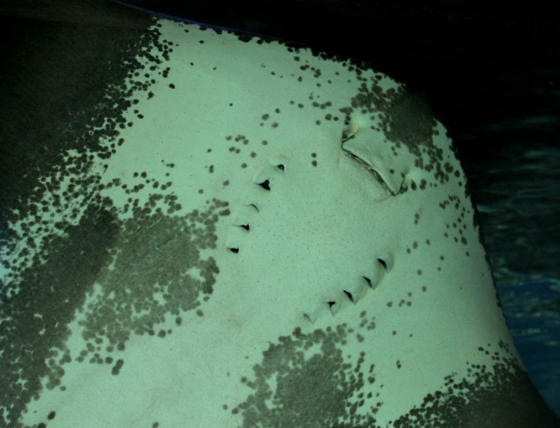 Under_the_Ray Underside of the giant ray at the New England Aquarium. Manta Ray,Ocean,Underwater