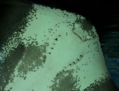 Under_the_Ray Underside of the giant ray at the New England Aquarium. Manta Ray,Ocean,Underwater