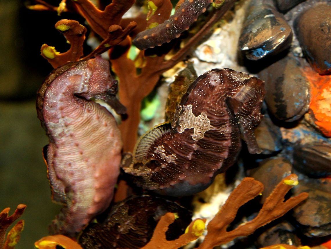 Sea Horses and Mussels  Hippocampus reidi,Mussels,Sea Horse,Underwater,blue bottom nose head