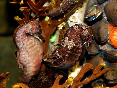 Sea Horses and Mussels  Hippocampus reidi,Mussels,Sea Horse,Underwater,blue bottom nose head
