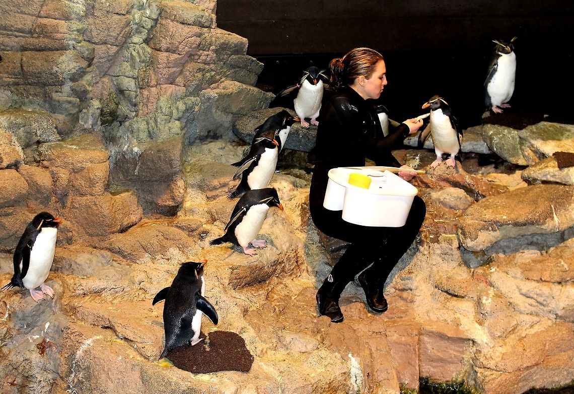 Feeding the Rockhoppers Feeding time for the Rockhoppers at the New England Aquarium. Eudyptes chrysocome,New England Aquarium,Southern Rockhopper Penguin