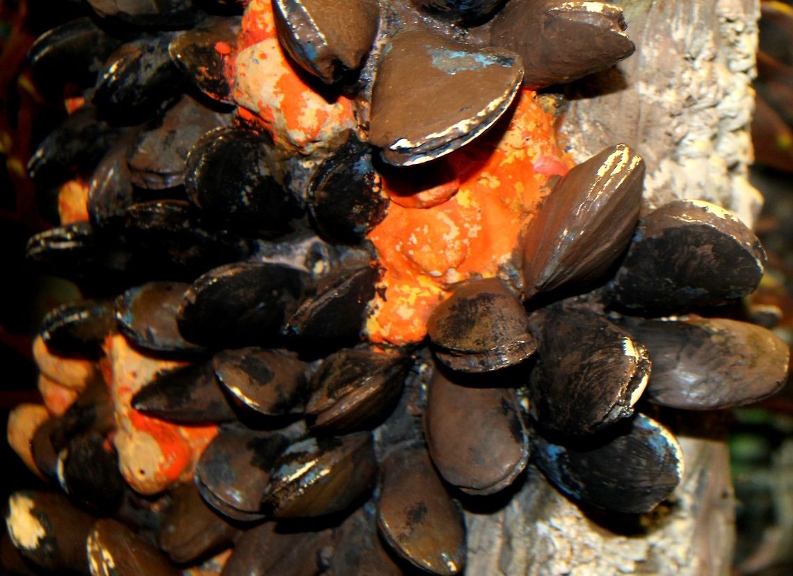 Mussels  Mussels,New England Aquarium,underwater