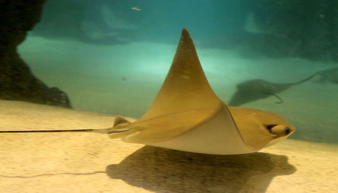 Ray at the New England Aquarium Shot of one of the rays at the spectacular new ray tank at the New England Aquarium. New England Aquarium,Sting Ray,Underwater