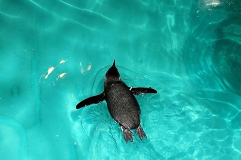 Little Blue Swimmer Top down shot of the Little Blue Penguin species at the New England Aquarium. Eudyptula minor,Fairy Penguin,Little Blue Penguin,New England Aquarium,Penguin