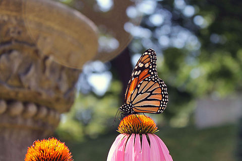 Danaus_Chrysippus Monarch on a Pink Cone Flower shot at the Mt. Auburn Cemetary in Cambridge, MA. Danaus plexippus,Monarch,Mt. Auburn Cemetary