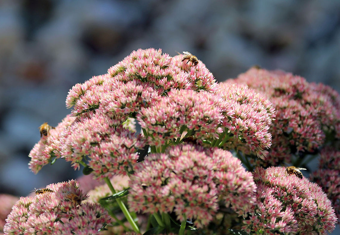 Bee Heaven Honey Bees on Sedum sedum