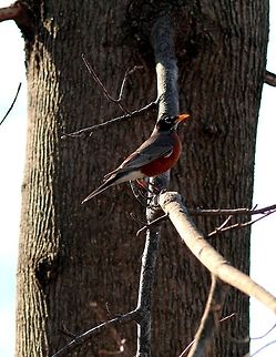 The Robin Robin perched on a branch. American Robin,Erithacus rubecula,European Robin,Turdus migratorius