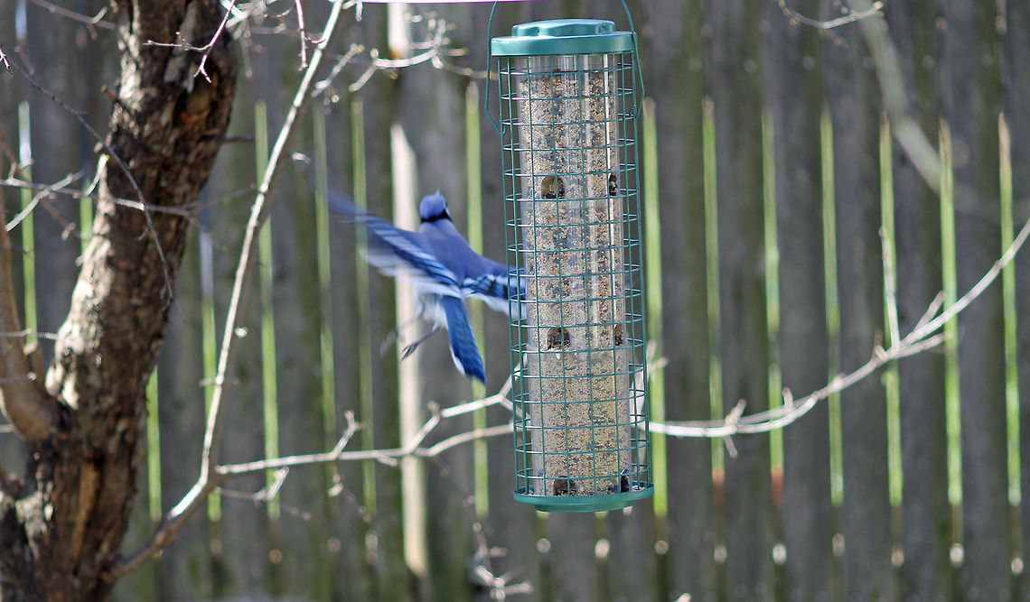 Blue Jays Escape  Blue Jay,Cyanocitta cristata