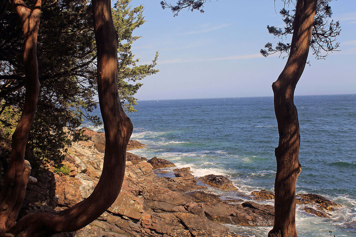 Trees and Water Marginal Way  Maine,Marginal Way,ocean,rocks,trees