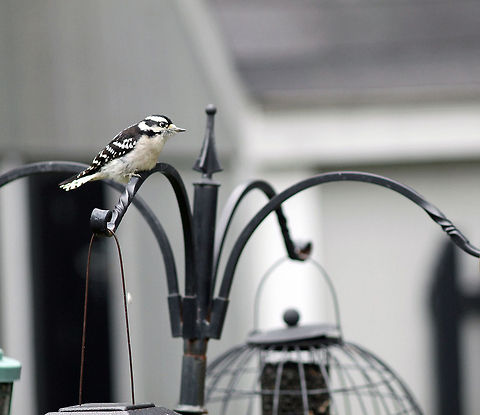 Downy Woodpecker  Downy Woodpecker,Downy woodpecker,Dryobates pubescens,Picoides pubescens