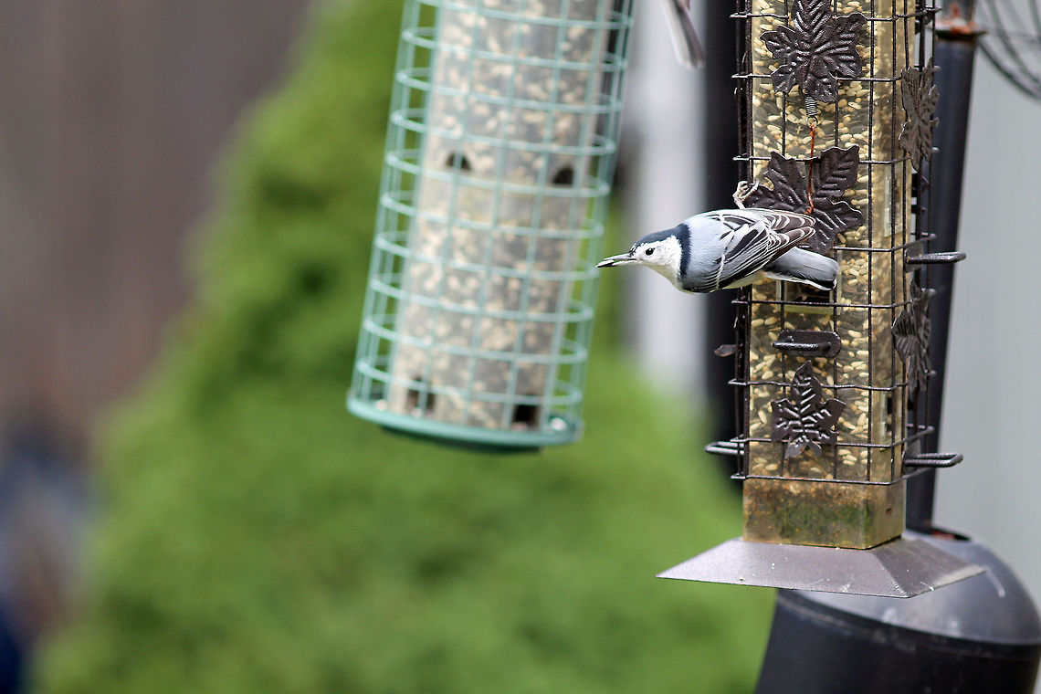 White-breasted Nuthatch  Sitta carolinensis,White-breasted Nuthatch,bird