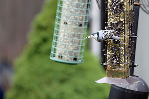 White-breasted Nuthatch  Sitta carolinensis,White-breasted Nuthatch,bird
