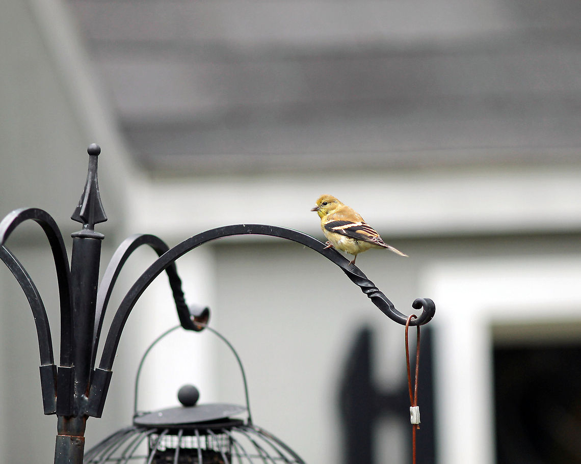 Goldfinch_1  American Goldfinch,American goldfinch,Carduelis tristis,Goldfinch,Spinus tristis,bird