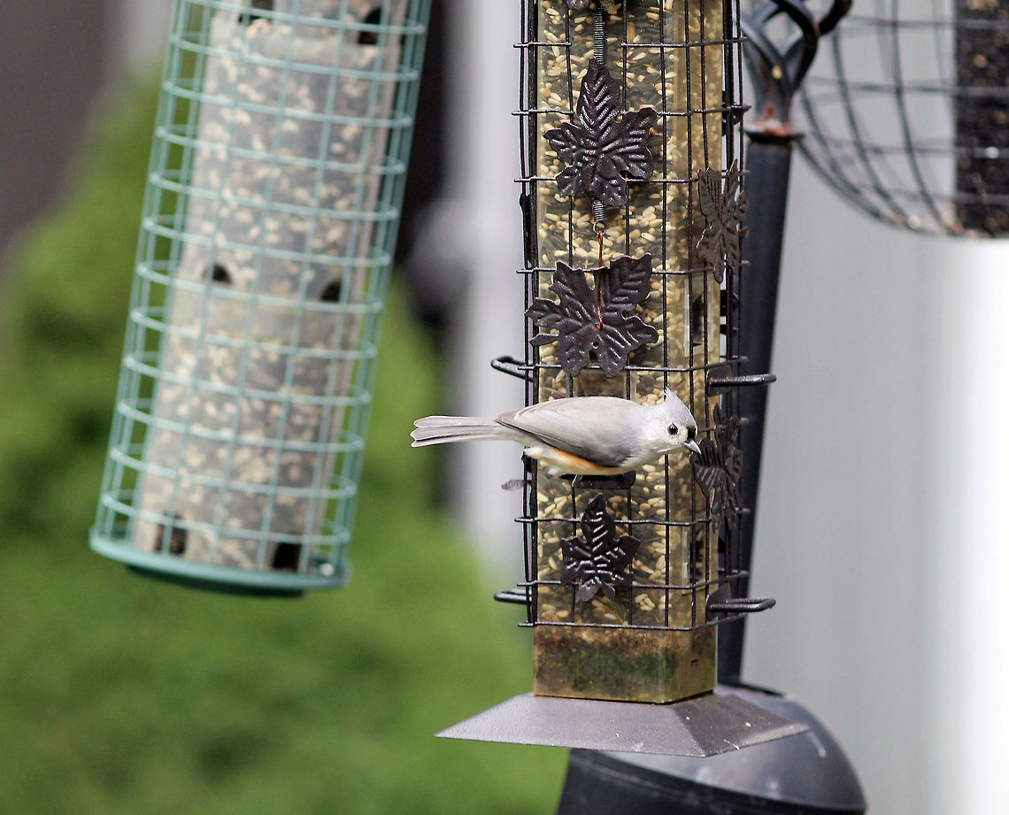 Tufted Titmouse  Baeolophus bicolor,Bird,Titmouse,Tufted Titmouse
