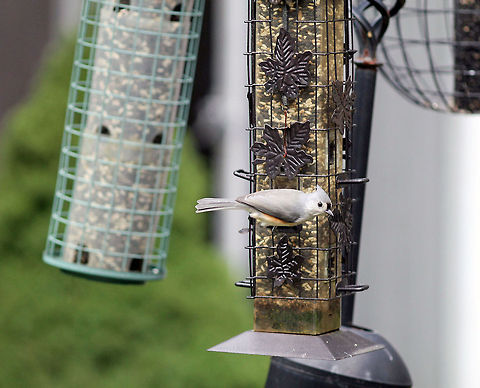 Tufted Titmouse  Baeolophus bicolor,Bird,Titmouse,Tufted Titmouse