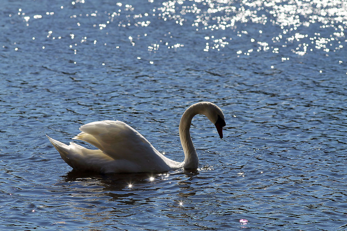 Trumpeter Swan  Cygnus olor,Mute Swan,Pond