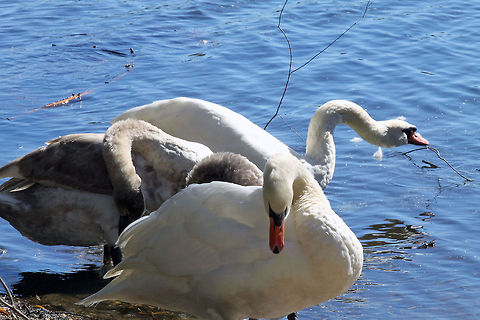 Two Mute Swans  Bird,Cygnus olor,Mute Swan,Pond