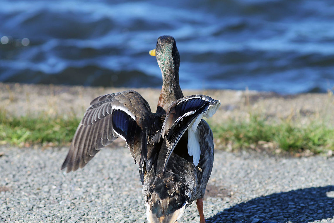 Mallard Showing Off  Anas platyrhynchos,Mallard