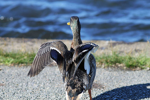 Mallard Showing Off  Anas platyrhynchos,Mallard