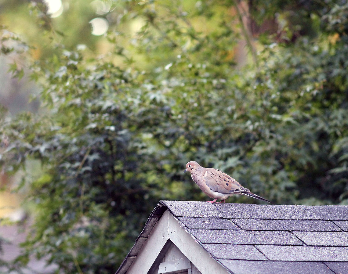 Mourning Dove  Bird,Mourning Dove,Zenaida macroura