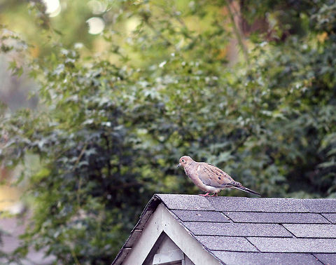 Mourning Dove  Bird,Mourning Dove,Zenaida macroura