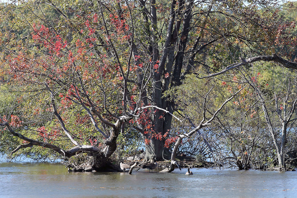 View of Horn Pond  Horn Pond,trees,water