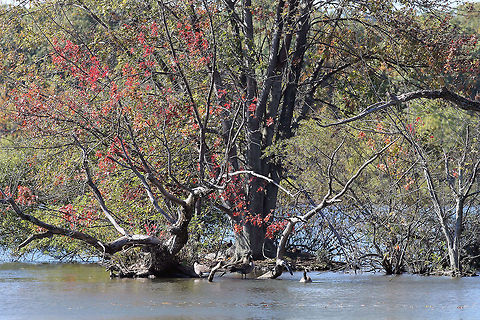 View of Horn Pond  Horn Pond,trees,water