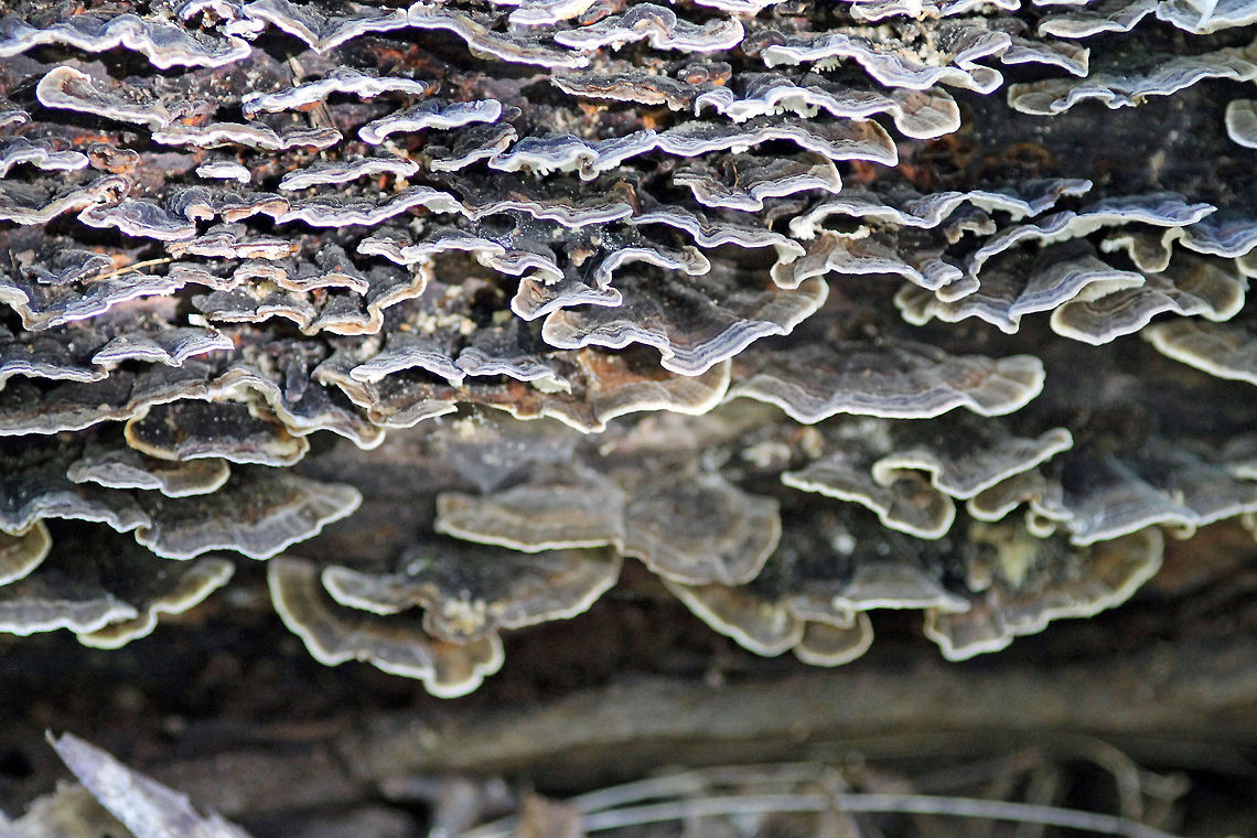 Wood Ear  Horn Pond,Wood Ear,fungi