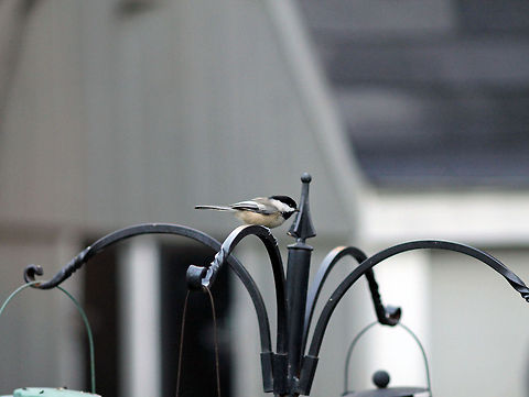 Chickadee_2 The Black-capped Chickadee (Poecile atricapillus) is the state bird of Massachusetts. Bird,Black-capped Chickadee,Chickadee,Poecile atricapillus