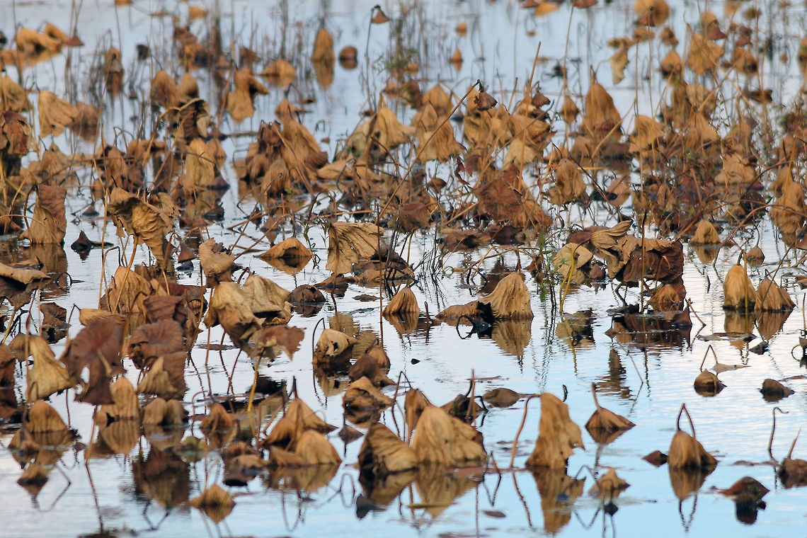 Dried Lotus Blossoms  Great Meadows Wildlife Reserve,Lotus Blossoms,wetlands