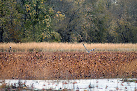 Flight of the Great Blue Heron  Ardea herodias,Great Blue Heron,Great Meadows Wildlife Reserve,wetlands
