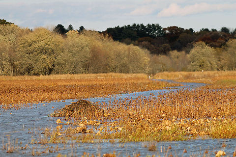 Great Meadows Wetlands  Great Meadows Wildlife Reserve,Muskrat House,trees,wetlands