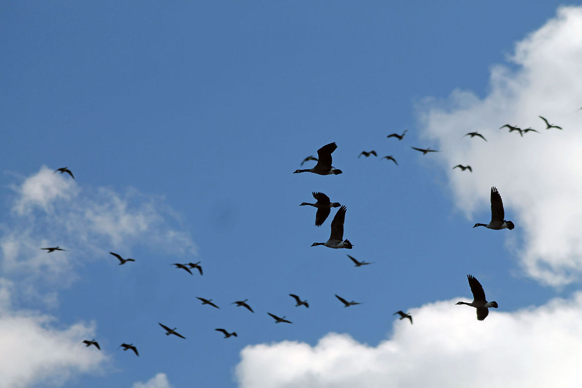 Canadian Geese in Flight  Branta canadensis,Canada Goose,Great Meadows Wildlife Reserve