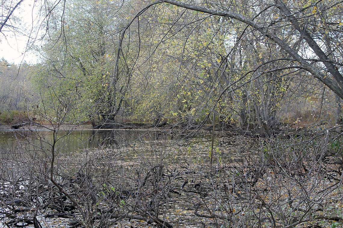 Great Meadows Wildlife Reserve river  Great Meadows Wildlife Reserve,Trees,river