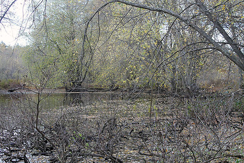 Great Meadows Wildlife Reserve river  Great Meadows Wildlife Reserve,Trees,river
