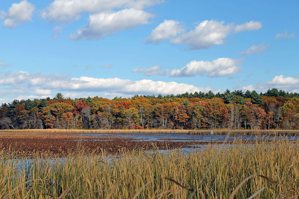 Great Meadows at fall  Great Meadows National Wildlife Refuge,Lotus Blossoms,wetlands