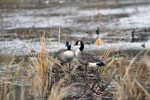 Geese Invade the Muskrat House  Branta canadensis,Canada Goose,Great Meadows National Wildlife Reserve,Wetlands