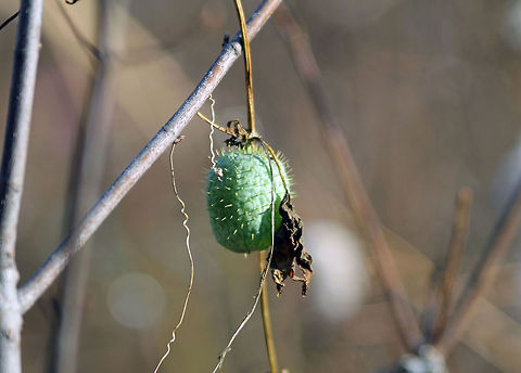 Wild Cucumber Vine  Forest,Great Meadows Wildlife Reserve,Vines,Wild Cucumber Pod