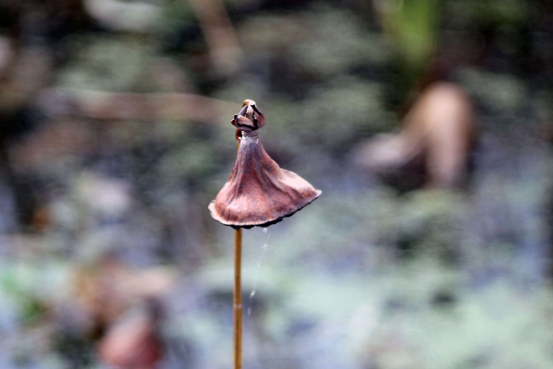 Dried Lotus Blossom  Great Meadows National Wildlife Refuge,Lotus Blossom